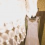 casamento_carol_e_wilder-2 casamento_carol_e_wilder-2