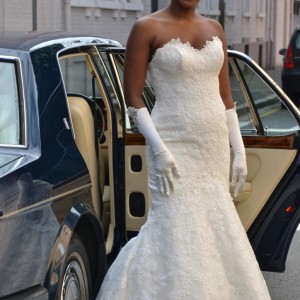 weddelia weddelia
