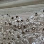 IMG_2638 IMG_2638
