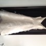 IMG_1552 IMG_1552