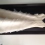 IMG_1554 IMG_1554