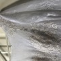 IMG_2339 IMG_2339